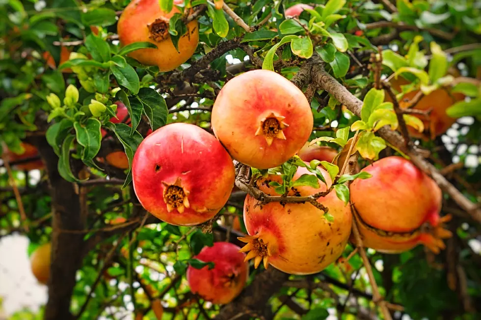 Pomegranate Orchard in Tornillo is a Great Alternative to Apple Picking