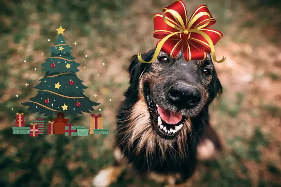 Make Christmas “More Merry” With A Free Pet For Last Minute Gift