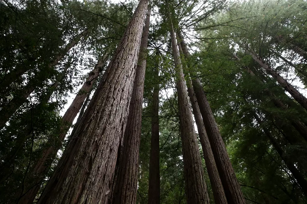 The Biggest Forest In Texas Is Tiny Compared To Others In America