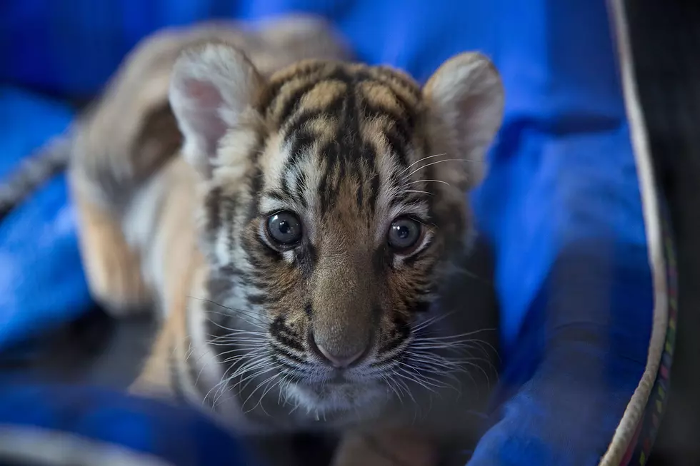 NM Police Respond To Shooting, Shocked To Find Tiger In Home