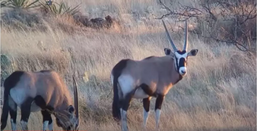 How Did Thousands Of Freakin’ Oryx Wind Up North Of El Paso?