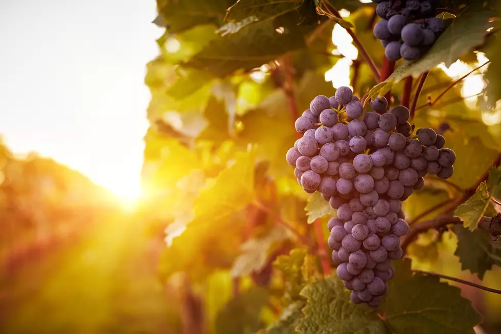 The Oldest Winery in Texas is Near El Paso