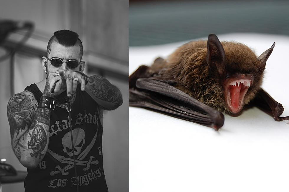 El Paso Metal Singers are “Basically Bats,” say Scientists