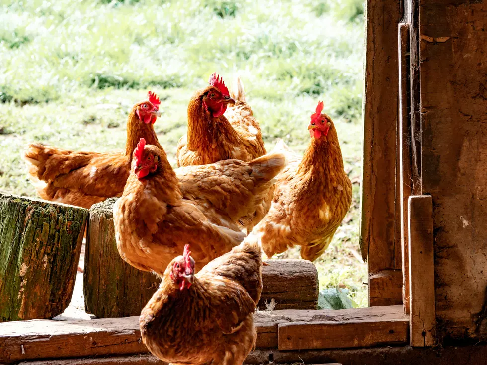 Tired of Rising Egg Prices? Texans Can Now Rent Their Egg Laying Chicken
