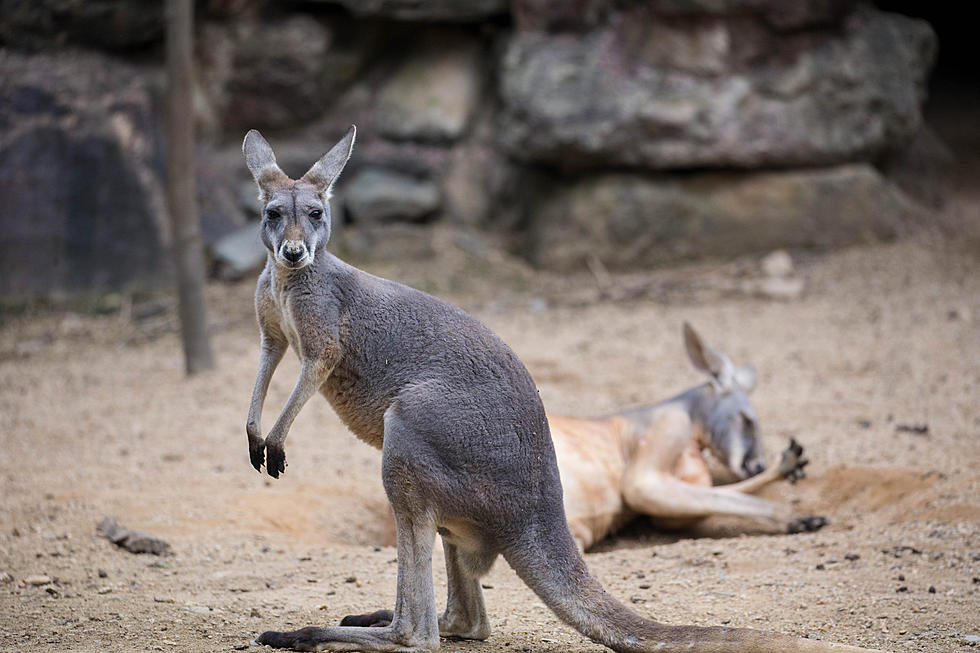 Can You Have a Pet Kangaroo in Texas?