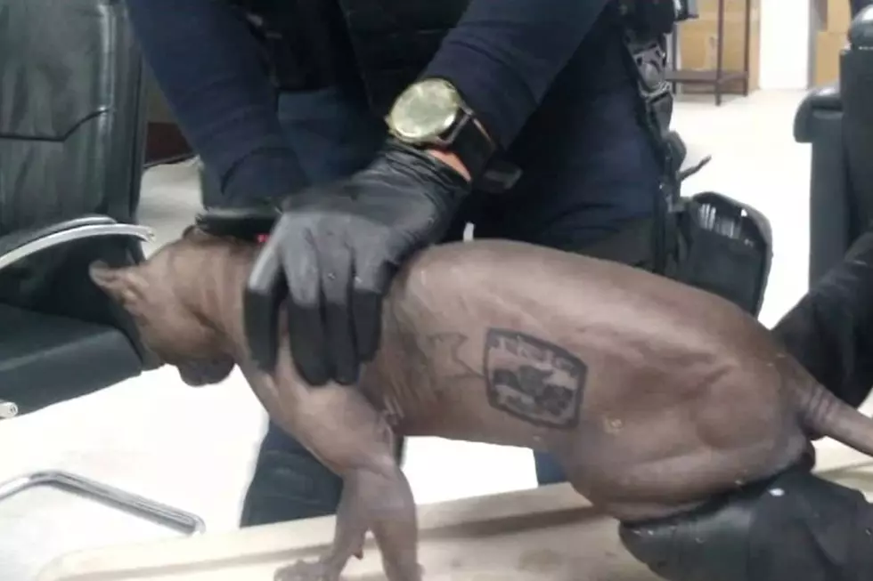 This Cat Got Tattooed in a Juárez Prison and Now I Want to Give it a Furever Home