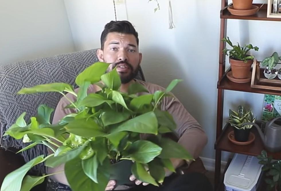 10 Impressive Indoor Plants for Southwest Single People to Wow Dates