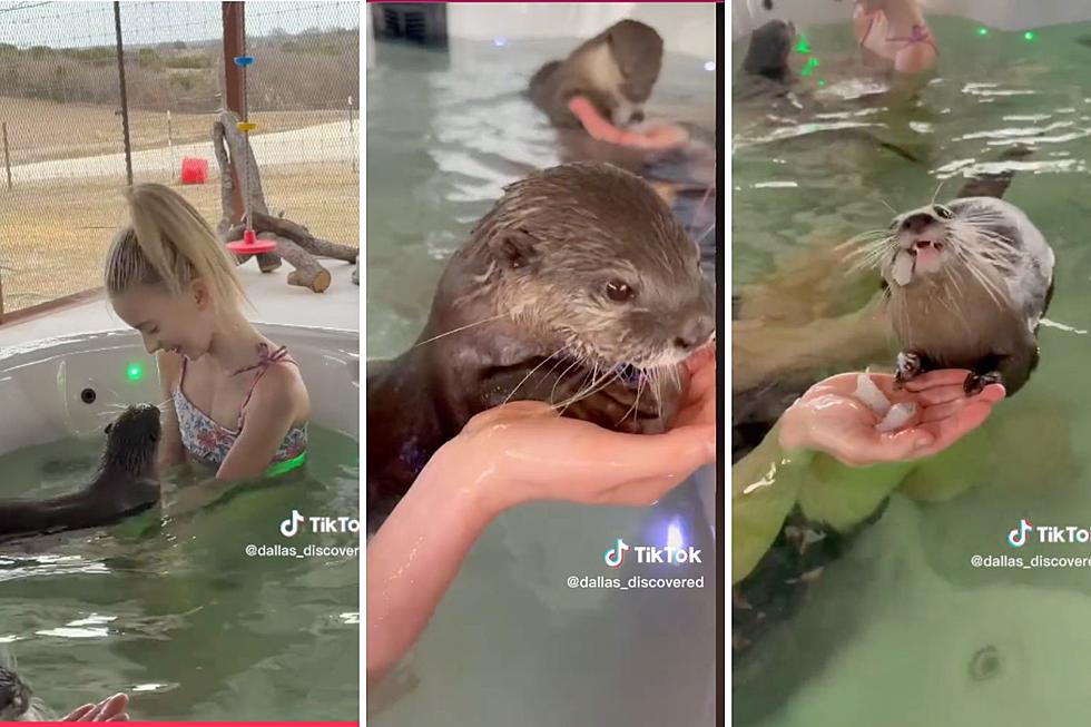 Forget Babes, Otters are the New Swim Partners You Need in Texas