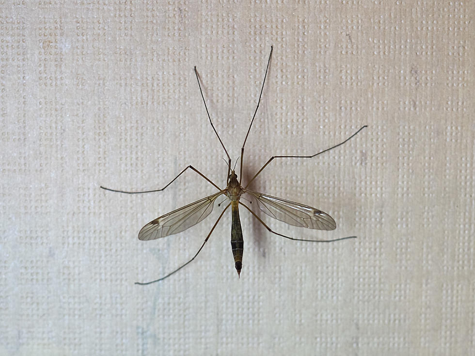 Mosquito Hawks Are Invading Texas And Getting a Bad Rap
