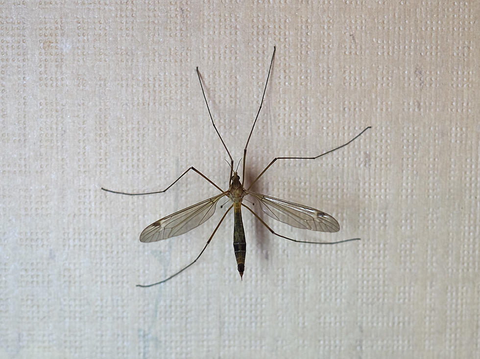 Mosquito Hawks Are Invading Texas 