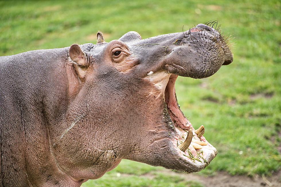 Bring Escobar's Cocaine Hippos to Work on the Border