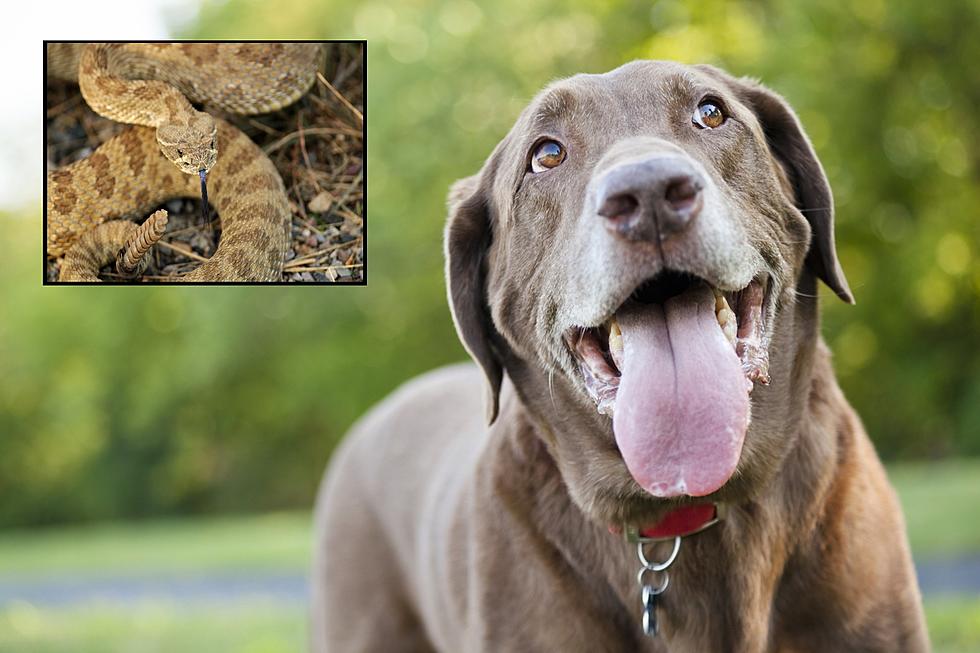 Here's What To Do If Your Dog Gets Bit By A Rattlesnake In Texas