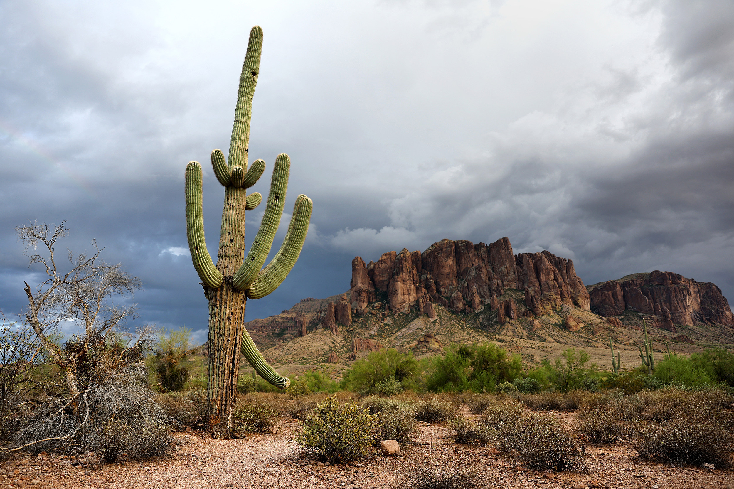 Freddy Fridays - Saguaro 