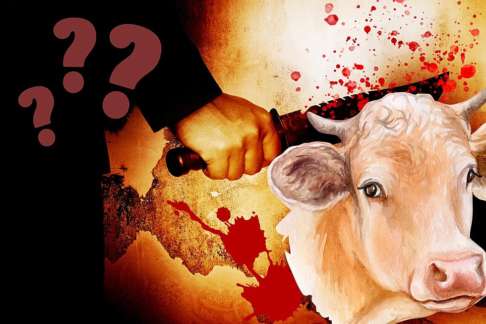 Texas Cow Mutilations May Have Strangely Mundane Explanation