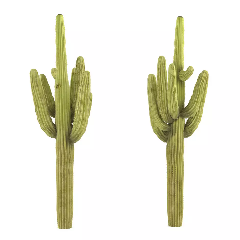 Plant isolated. Carnegiea gigantea cactus