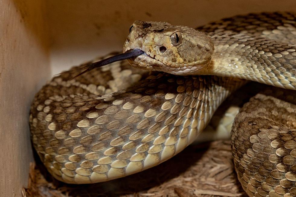 Snake Slithers into Texas Bar and Causes Freak Out