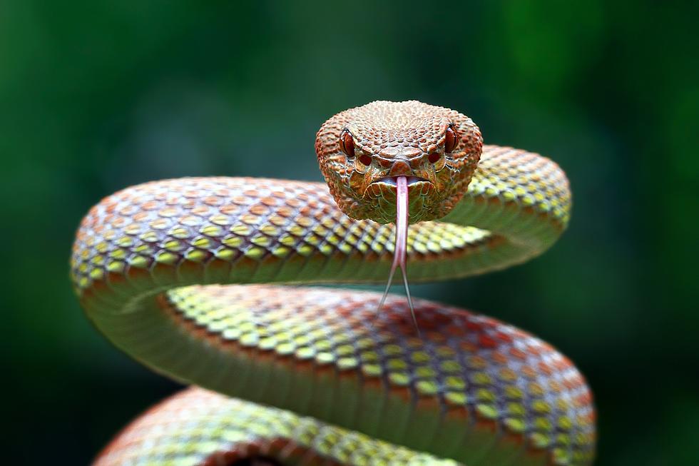 10 Snake Season Tips: Safely Living with Reptiles in NM and TX