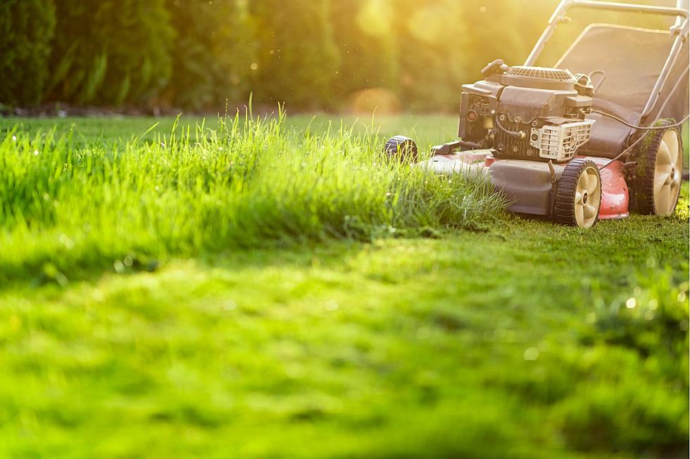 Here’s What ‘No Mow May’ Is and How to Show Your Support