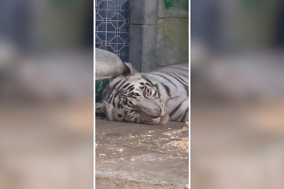 Heartbreaking TikTok of White Tiger at Texas Zoo Sparks Concern