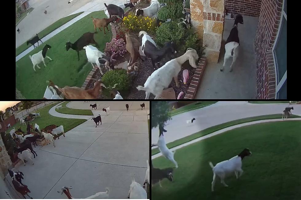 Goats Eat their Way Through Texas Neighborhood