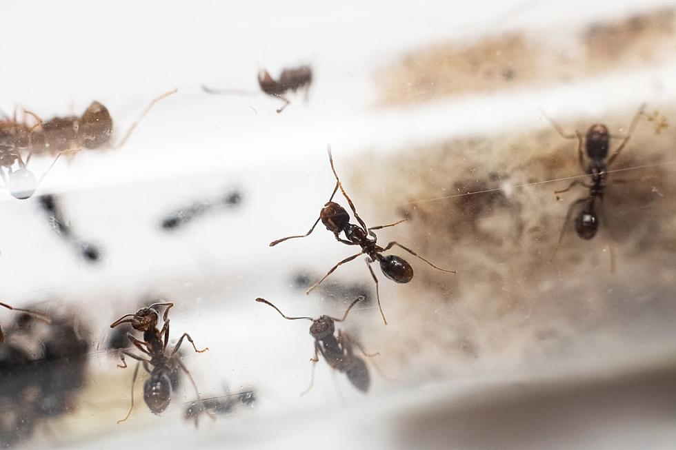 What to Do When Ants Come Marching Into Your El Paso Home