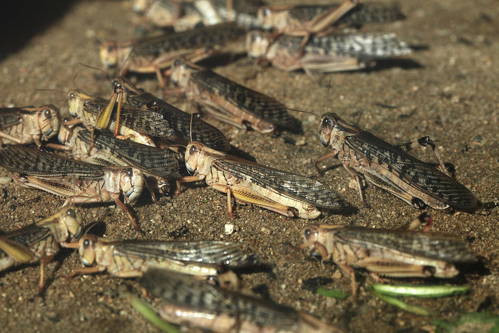 The Shocking Truth Behind El Paso’s Grasshopper Invasion