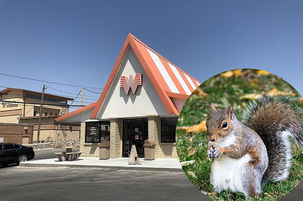 This Squirrel Now Lives in a Whataburger House! 