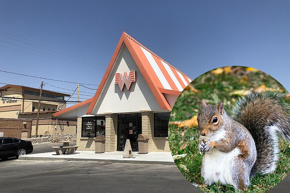 Texas Family Builds Orphaned Squirrel a Cute Whataburger Mansion