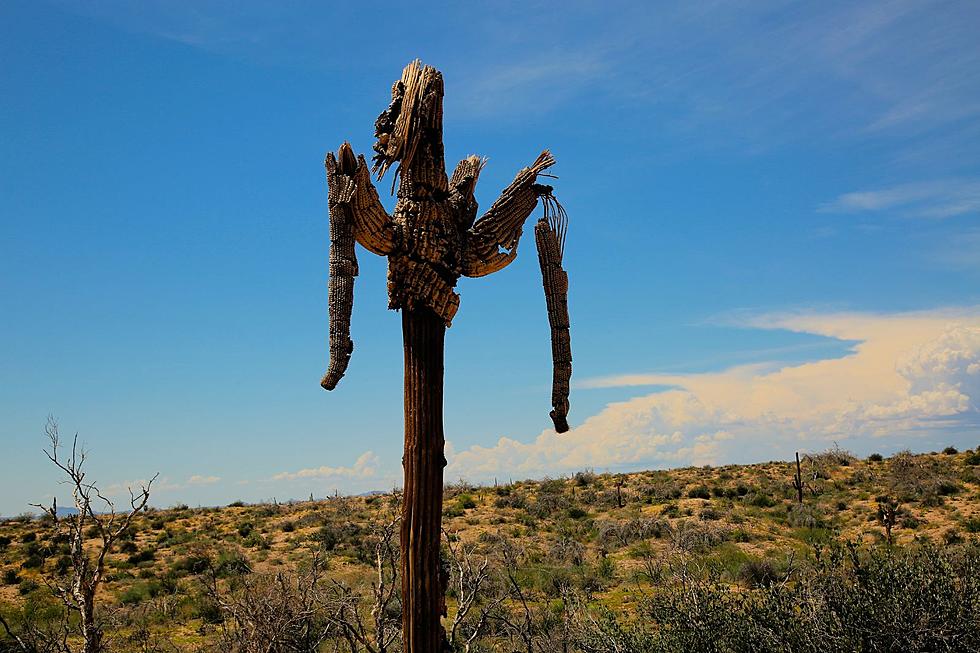The Heat is So Intense in Arizona that The Cactus Are Melting?