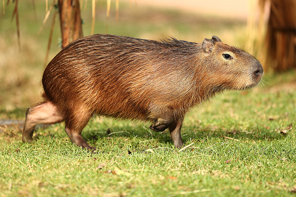 Urban Legend Becomes Reality: Tourists Buys Rodents they Thought Were Dogs