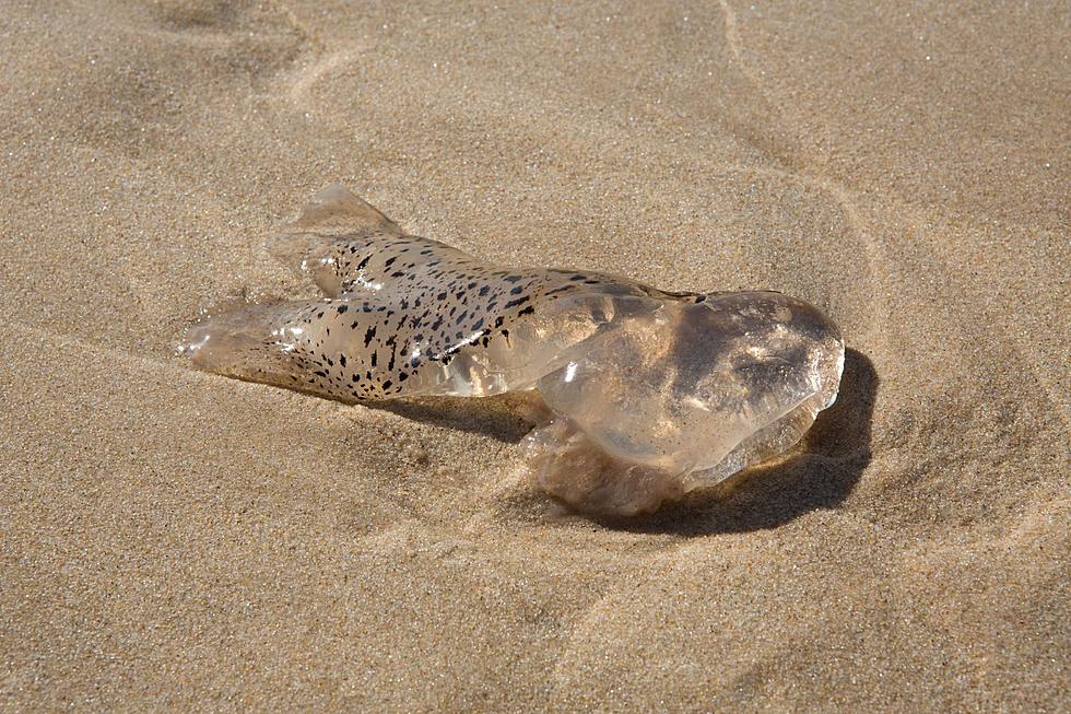 Texan Shores Under Siege: Australian Spotted Jellyfish Invasion