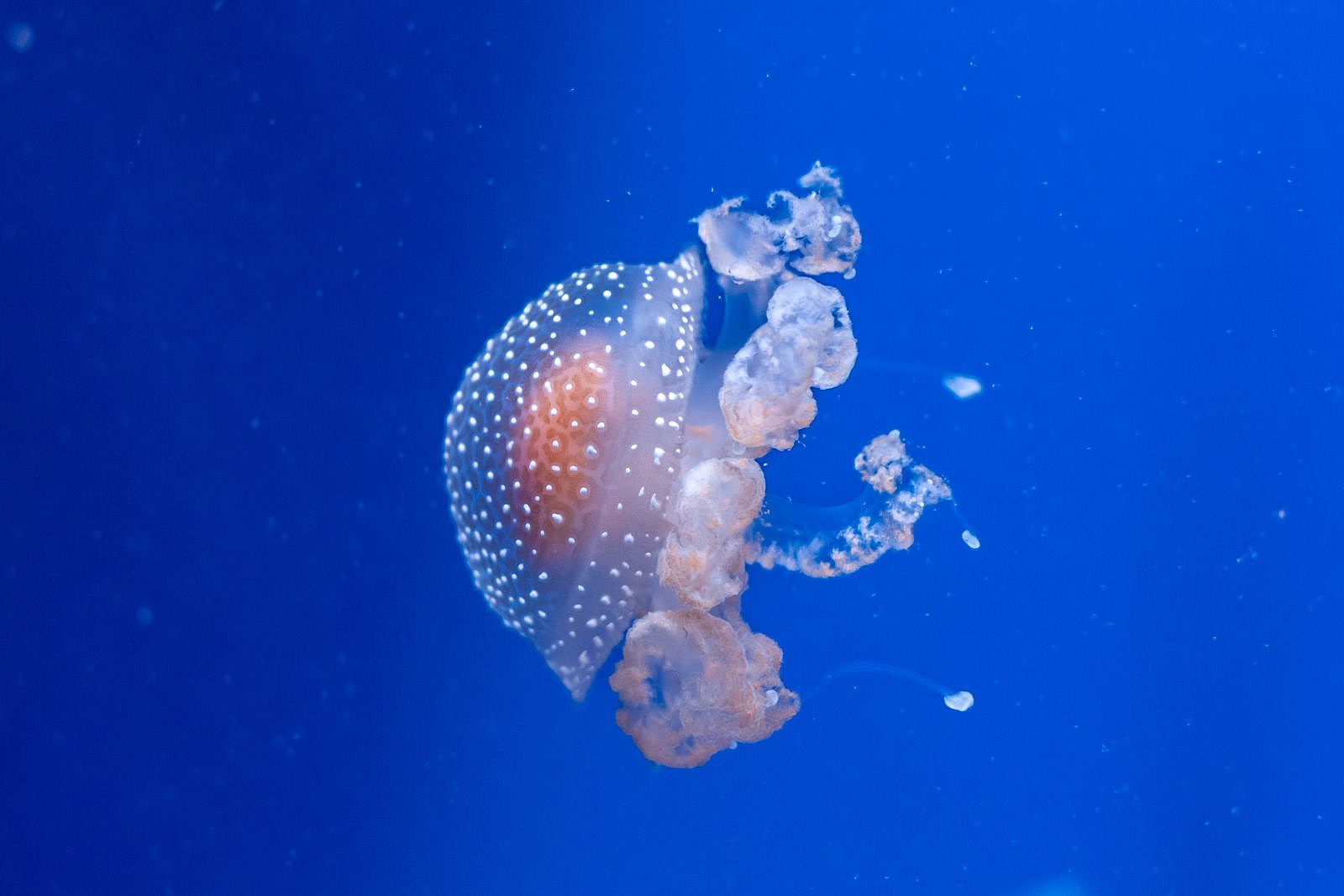 Texan Shores Under Siege: Australian Spotted Jellyfish Invasion