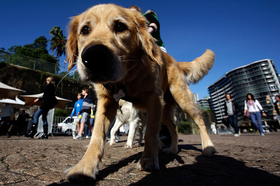 Texas Dog Saved From Being Put Down At The Very, Very Last Minute