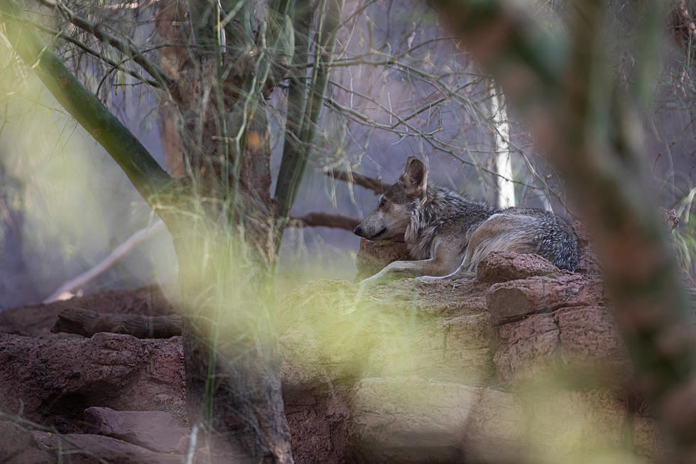 Watch As Mexican Grey Wolf Puppies Are Returned To New Mexico