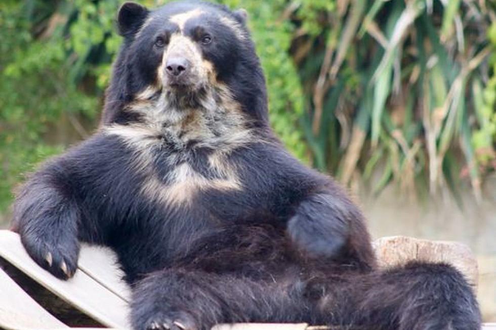 This Bear at a Texas Zoo Would Like You to Know He's Real