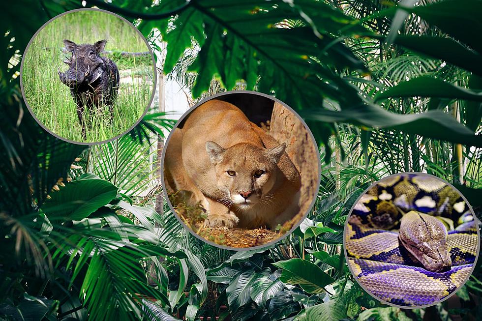 jungle animals real life