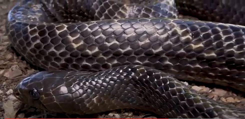 Texas’ Largest Snake Can’t Hurt You, Watch Pets & Small Kids Tho’