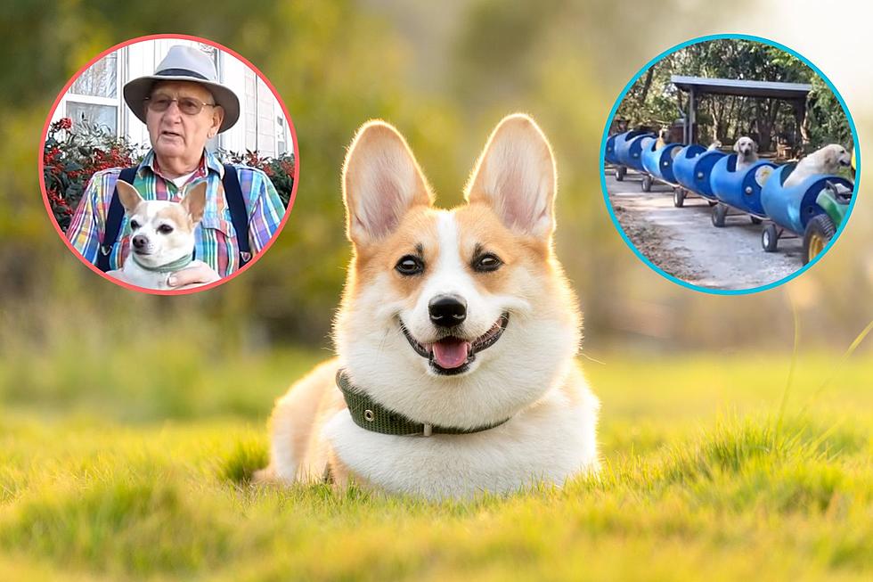 The Heartwarming Story of the Texas Dog Savior & His Dog Train