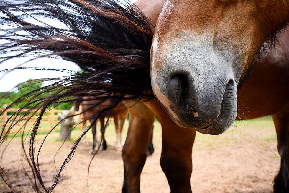 Albuquerque Man Arrested for Back-handing Police Horse