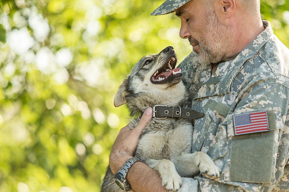 Nominate an El Paso Veteran for a Service Dog