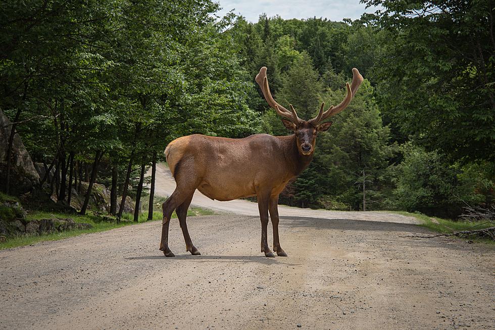 Marty the Moose Officially Calling New Mexico his New Home