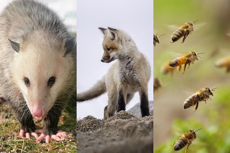 Possums, Foxes &#038; Bees, OH MY! Animals That Invaded Texas Sports
