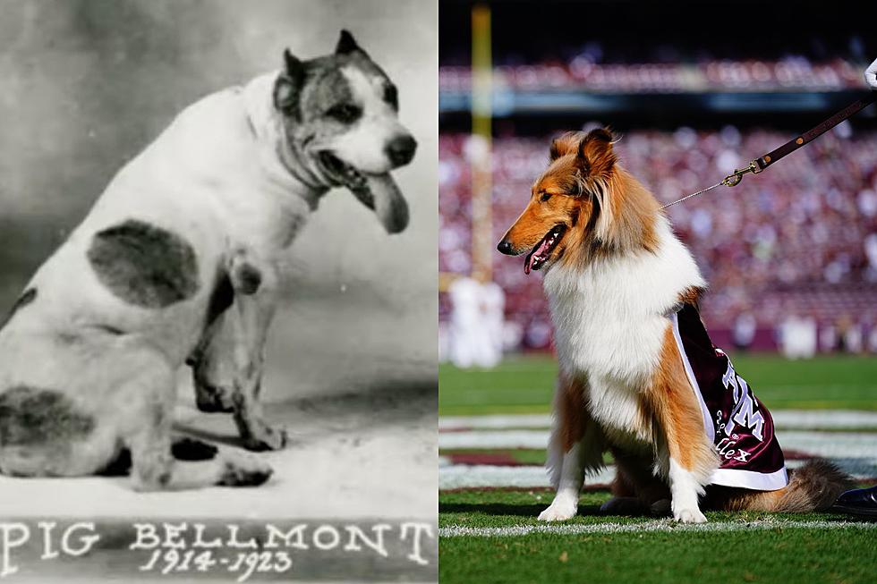 Reveille: Texas A&M Official Mascot's History and What Happens If She Barks  in Class