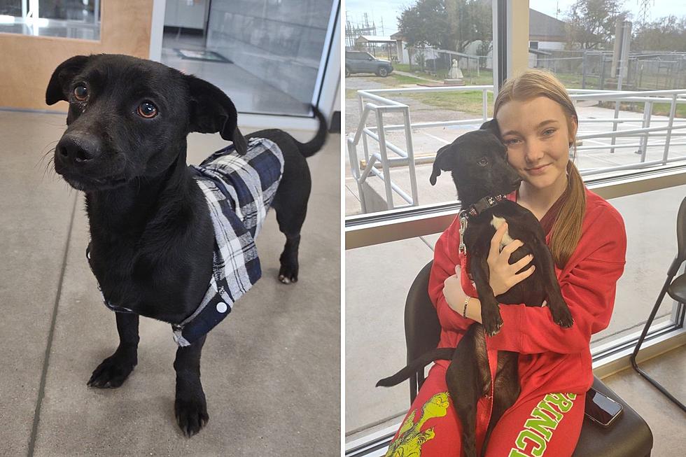 A**Hole Dog at Texas Humane Society Finally Finds His Forever Home