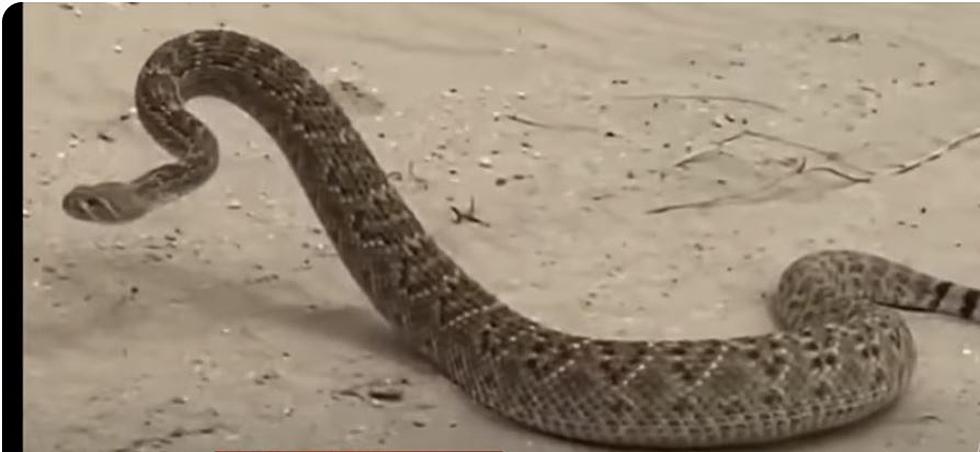 Texas Beaches Offer Beauty And Serenity &#8211; And Deadly Snakes