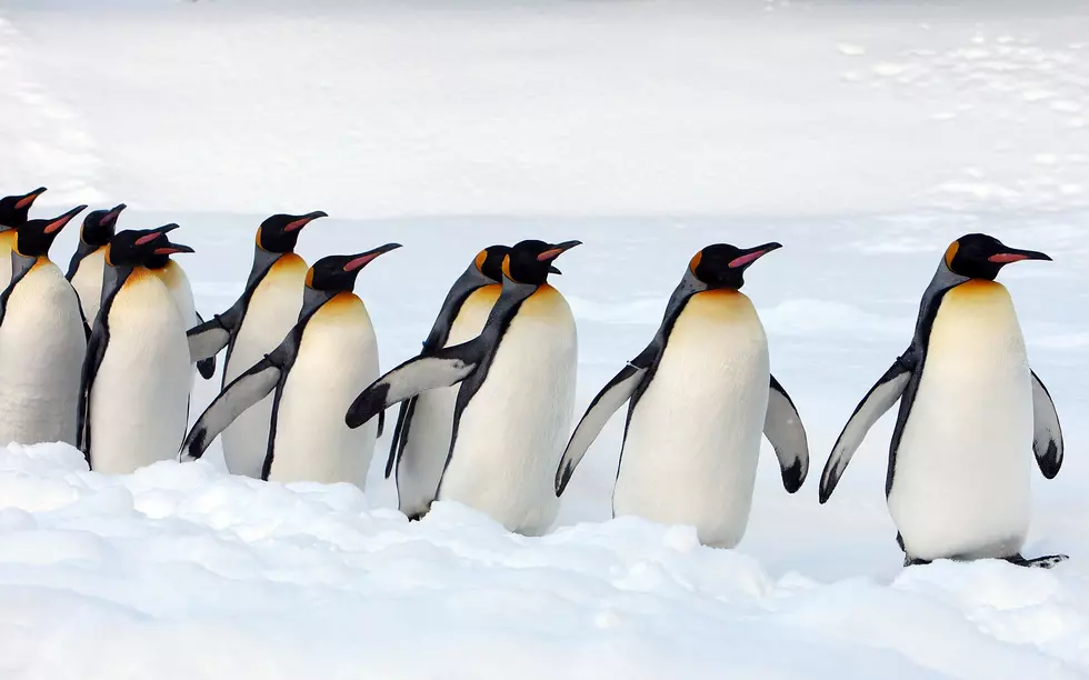 Up Close Viewing Of Animals Attracts Visitors To Asahiyama Zoo