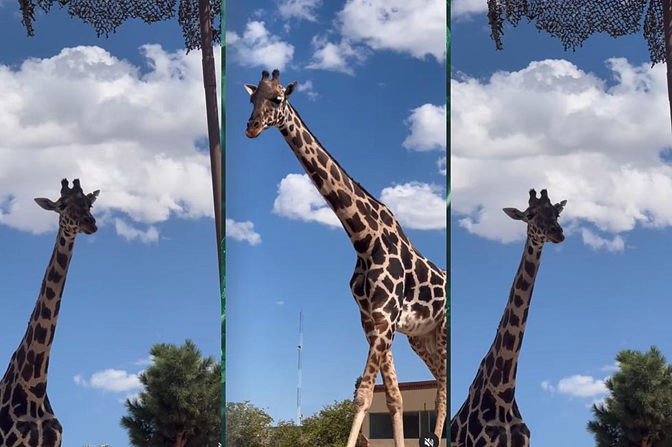 Benito the Giraffe Leaves Juarez for New Home 