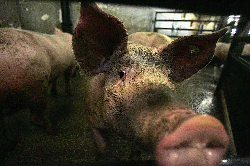 BE ALERT: New Pig Butchering Scam Circulating in Texas