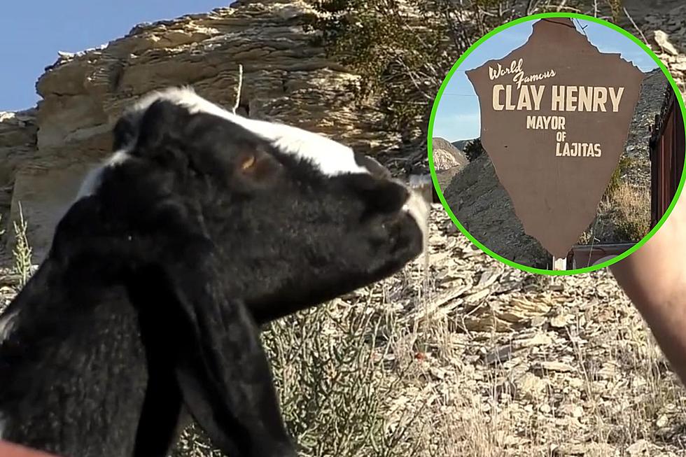 This Texas Goat Is the Mayor You Never Knew You Needed