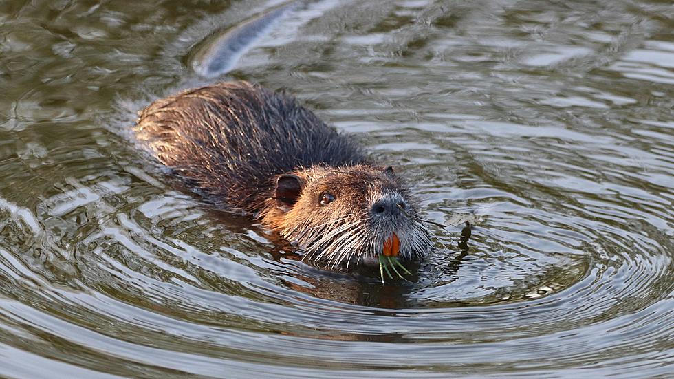 The Invasion Of Nutria: River Rats Take Over Texas Neighborhood